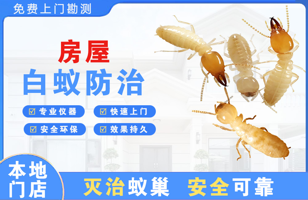 阆中房屋白蚁防治